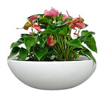 Mini Anthurium in Oval Ceramic Pot - Flowers Box London