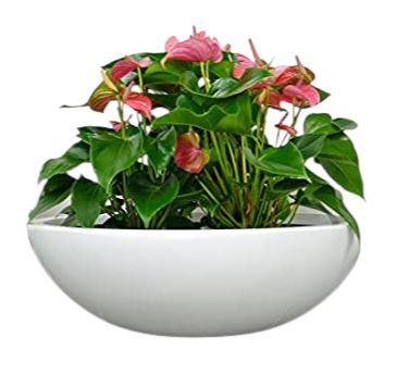 Mini Anthurium in Oval Ceramic Pot - Flowers Box London