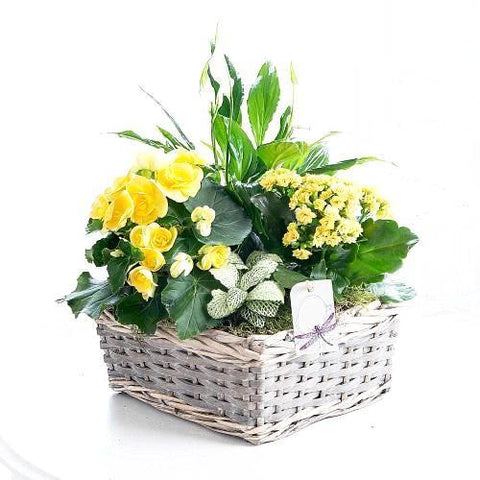 Mini Garden Gift Basket