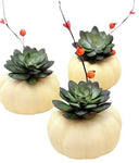 Mini Pumpkin Succulent Set - Flowers Box London