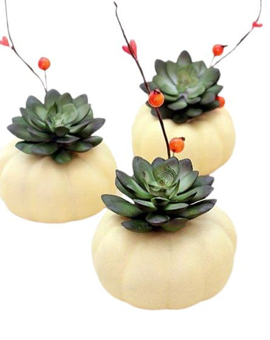 Mini Pumpkin Succulent Set