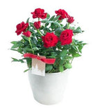 Mini Roses Ceramic Pot - Flowers Box London