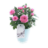 Mini Roses Ceramic Pot - Flowers Box London