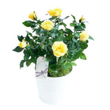 Mini Roses Ceramic Pot - Flowers Box London