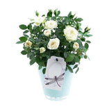 Mini Roses Ceramic Pot - Flowers Box London