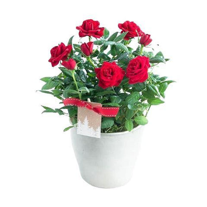 Mini Roses Ceramic Pot