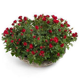 Mini Roses Plant Basket