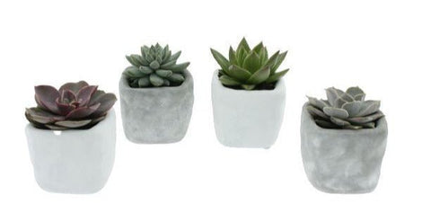 Mini Succulent in Ceramic Pot Set - Flowers Box London