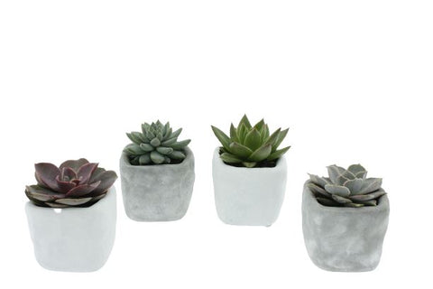 Mini Succulent Set