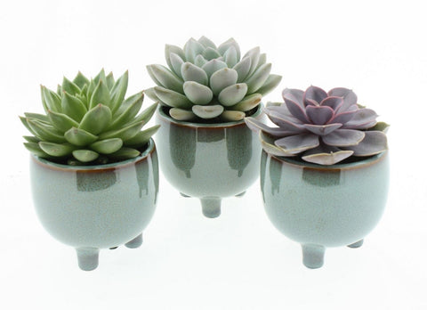 Mini Succulent Trio