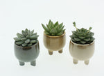 Mini Succulent Trio