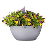 Mini Viola in Pot - Flowers Box London