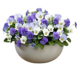 Mini Viola in Pot - Flowers Box London