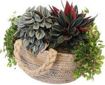 Mix Peperomia Plant with Jute Basket - Flowers Box London