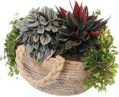 Mix Peperomia Plant with Jute Basket - Flowers Box London