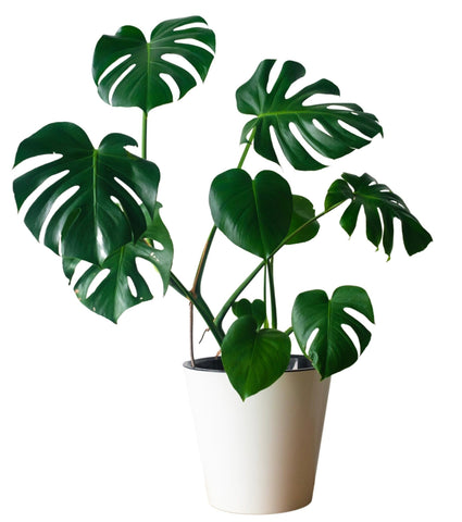 Monstera Deliciosa 50cm - Flowers Box London