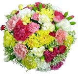 Multicolored Carnations with Gypsophila