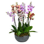 Multicolored Orchids in Oval Ceramic Pot