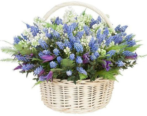 Muscari with Convallaria Basket