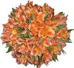 Orange Alstroemeria Bouqet