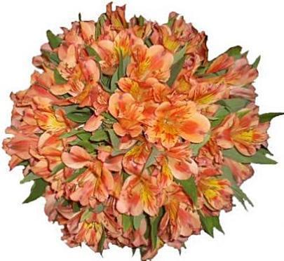 Orange Alstroemeria Bouqet