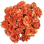 Orange Carnations