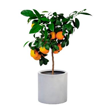 Orange Tree Citrus Plant