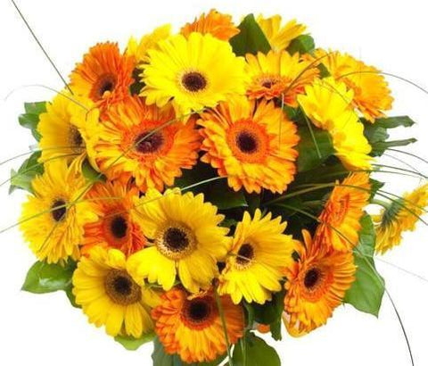 Orange & Yellow Gerbera