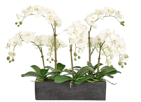 Orchids in Rectangle Cement Pot - Flowers Box London