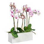 Orchids in Rectangle Ceramic Pot