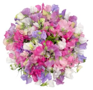 Pastel Sweet Pea Bouquet