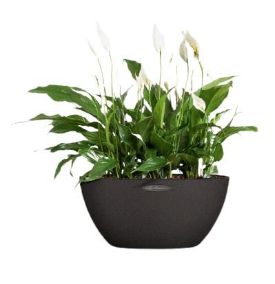 Peace Lily in Elliptic Ceramic Pot - Flowers Box London