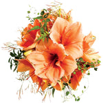 Peach Amaryllis