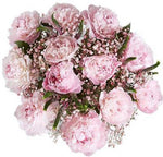 Peonies with Gypsophila and Veronica Bouquet - Flowers Box London