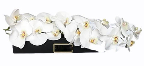 Phalaenopsis in Luxury Box