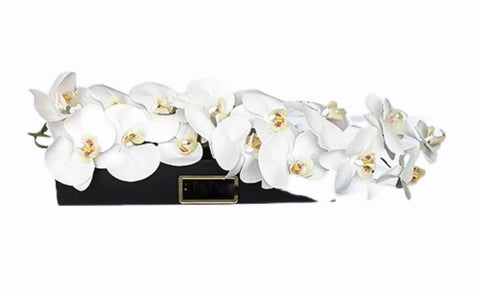 Phalaenopsis in Luxury Box