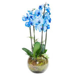 Phalaenopsis Orchids In Glass Bowl - Flowers Box London