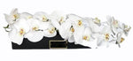 Phalaenopsis Orchids in Luxury Box - Flowers Box London