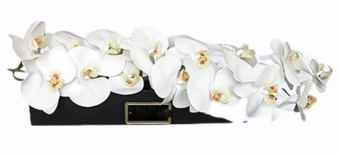 Phalaenopsis Orchids in Luxury Box - Flowers Box London