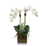 Phalenopsis Orchids and Succulent in Glass Square Pot - Flowers Box London