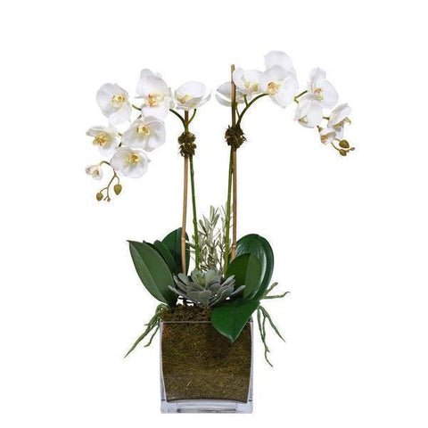 Phalenopsis Orchids and Succulent in Glass Square Pot - Flowers Box London