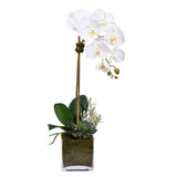 Phalenopsis Orchids and Succulent in Glass Square Pot - Flowers Box London