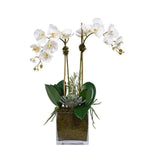 Phalenopsis Orchids and Succulent in Glass Square Pot