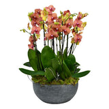 Phalenopsis Orchids in Oval Ceramic Pot