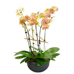 Phalenopsis Orchids in Oval Ceramic Pot