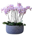 Phalenopsis Orchids in Oval Ceramic Pot