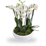 Phalenopsis Orchids in Oval Ceramic Pot