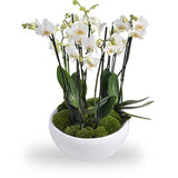 Phalenopsis Orchids in Oval Ceramic Pot