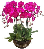 Phalenopsis Orchids in Oval Ceramic Pot