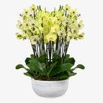 Phalenopsis Orchids in Oval Ceramic Pot